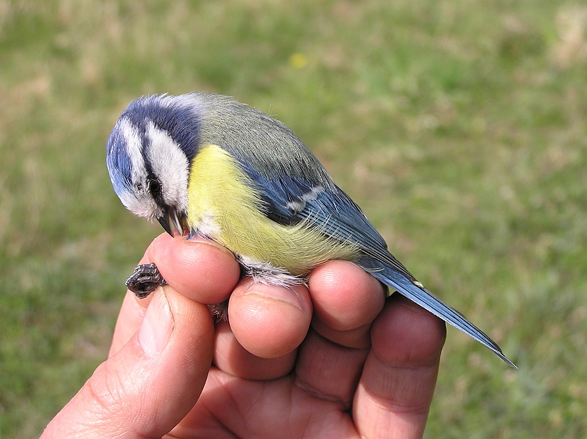 Blue Tit, Sundre 20080503